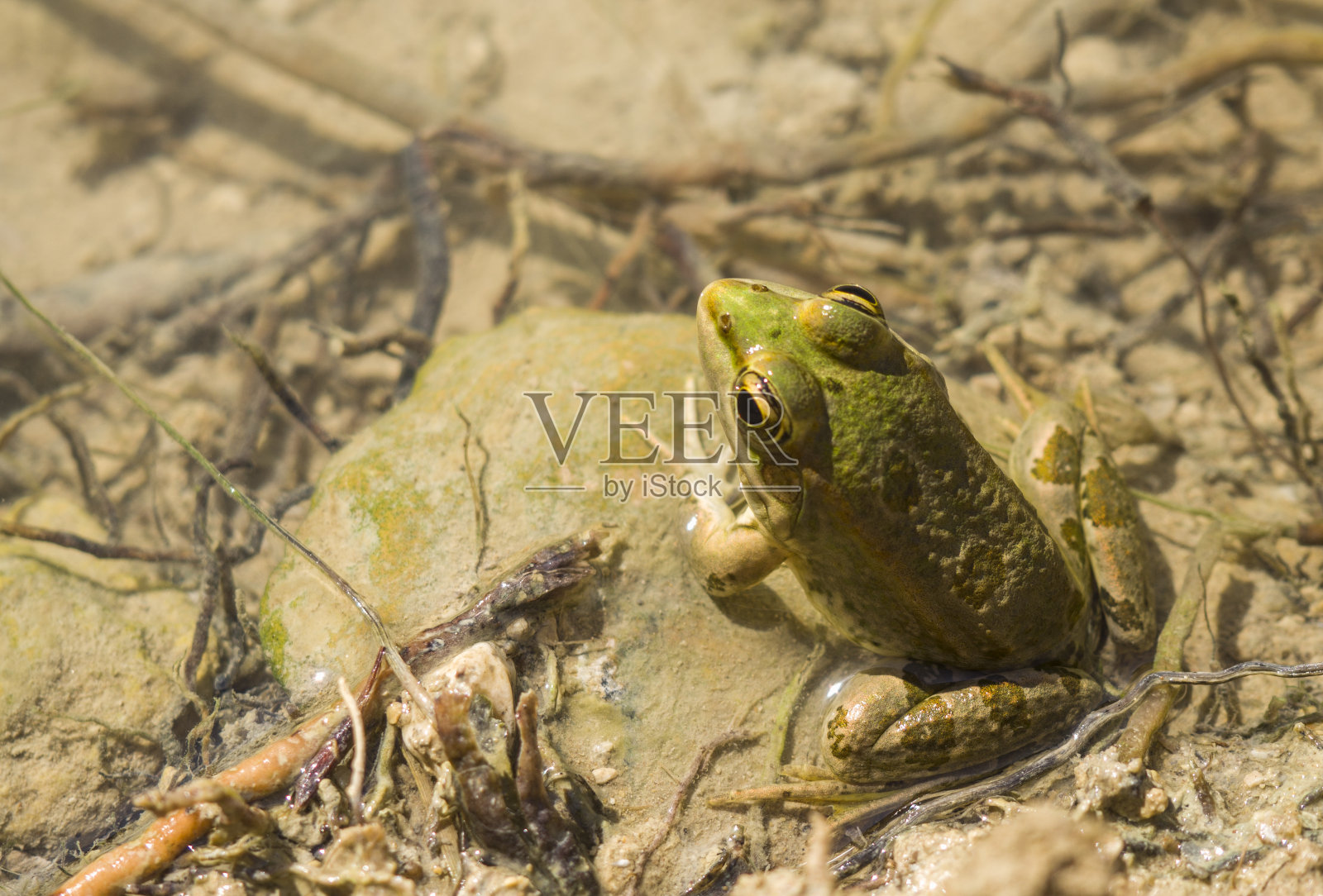 绿色的青蛙坐在水里的石头在突尼斯绿洲照片摄影图片