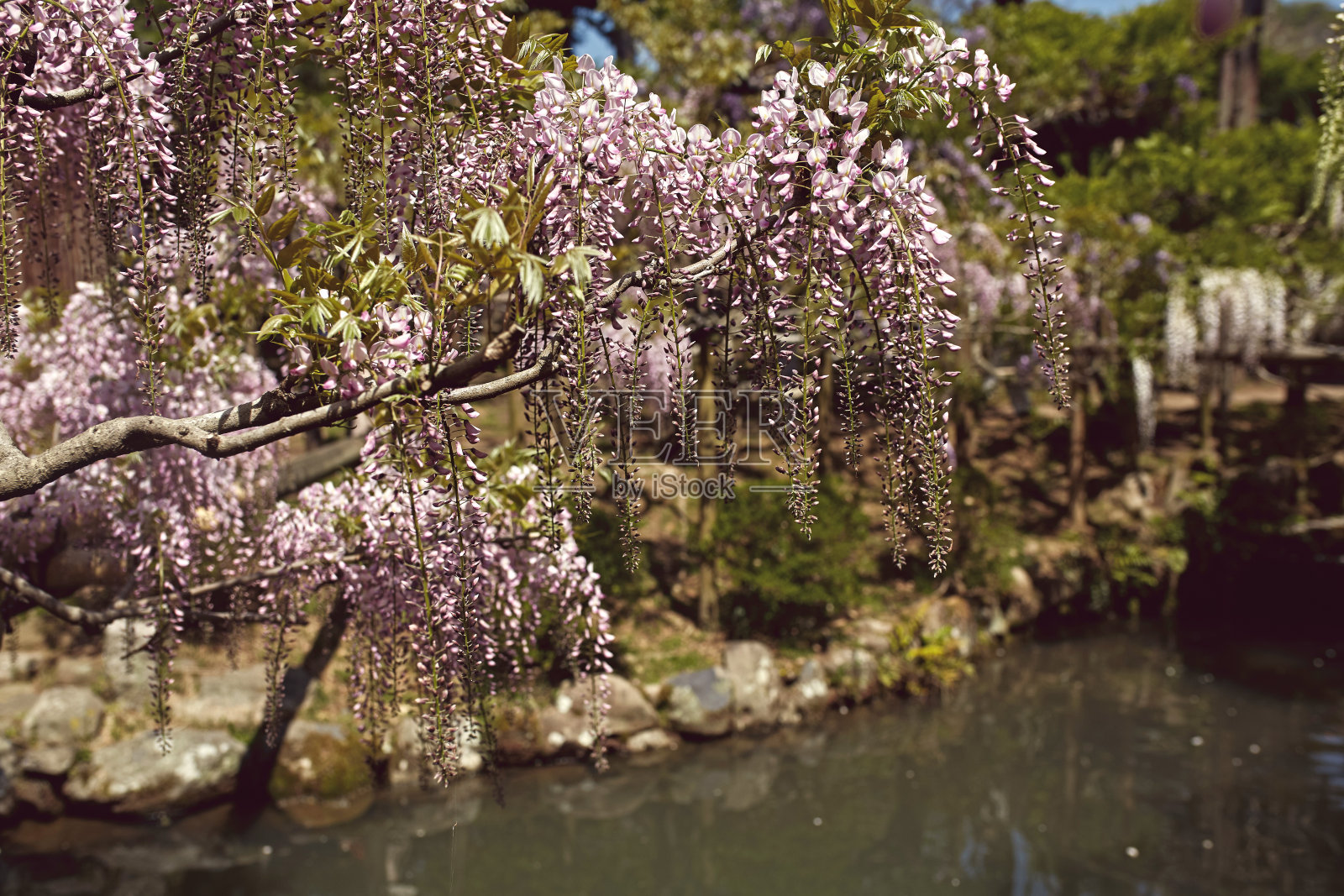 日本紫藤在春天开花照片摄影图片
