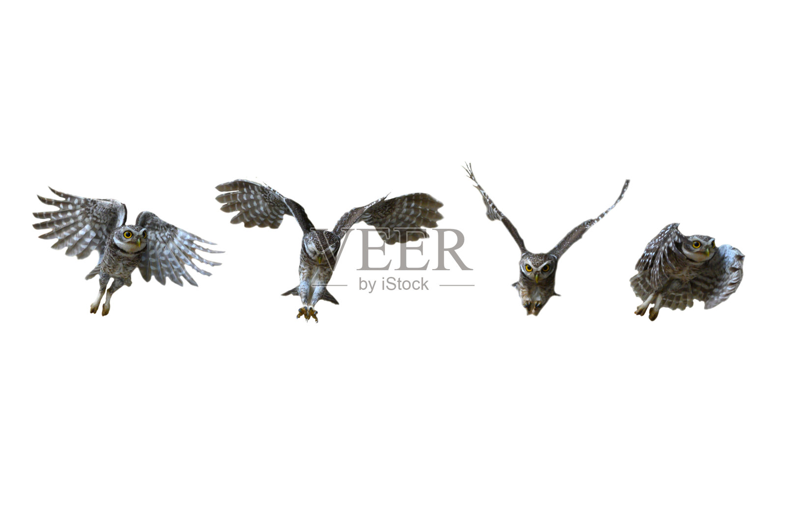 一个猫头鹰飞行行动收集，斑点猫头鹰照片摄影图片