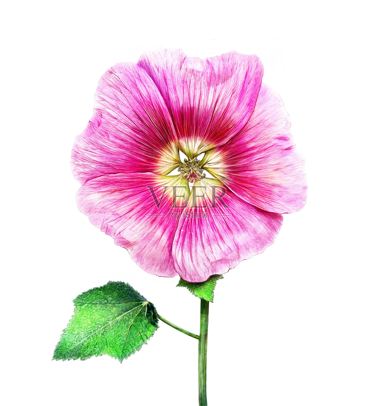 蔷薇，孤立的粉红色蜀葵，在白色背景上。植物的详细说明插画图片素材