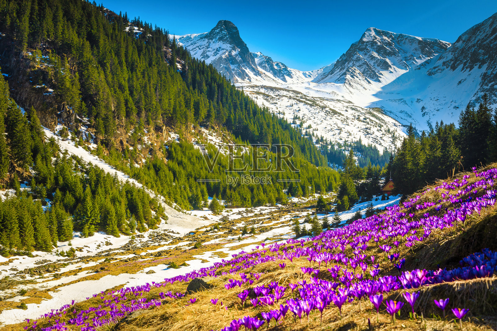 罗马尼亚喀尔巴阡山区的一片有紫色番红花的有花林间空地照片摄影图片