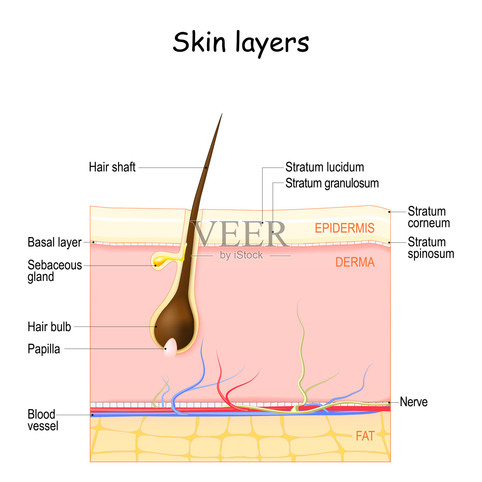皮肤层:表皮，真皮层，下皮层。插画图片素材