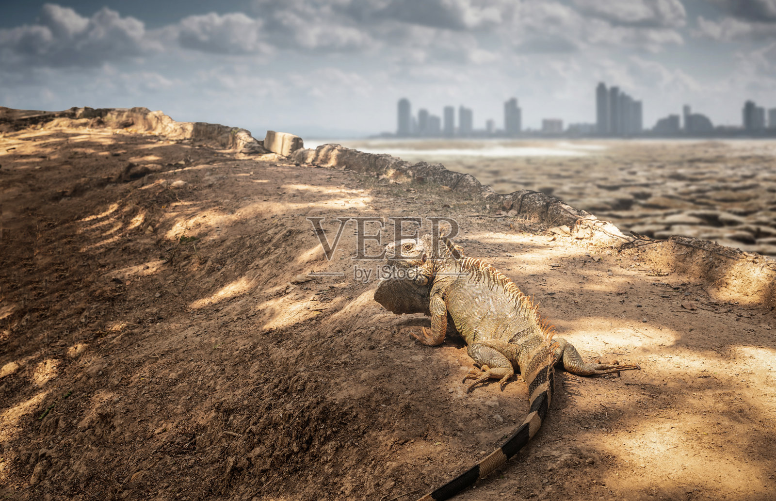鬣蜥在贫瘠的土地上，它的后面是一座沙漠城市。照片摄影图片