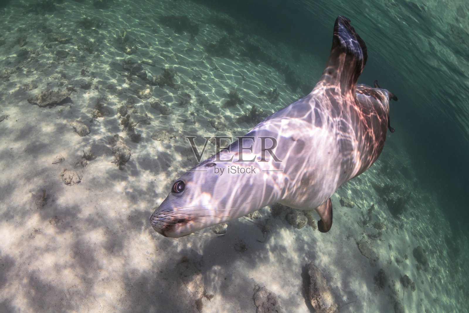 澳大利亚海狮照片摄影图片