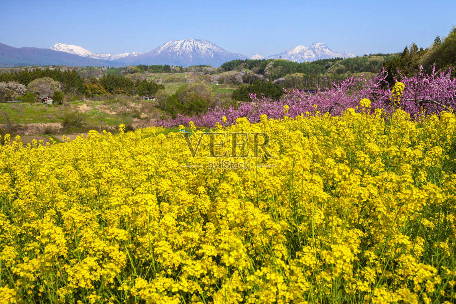 日本长野的一片桃园。春天，百花盛开。照片摄影图片