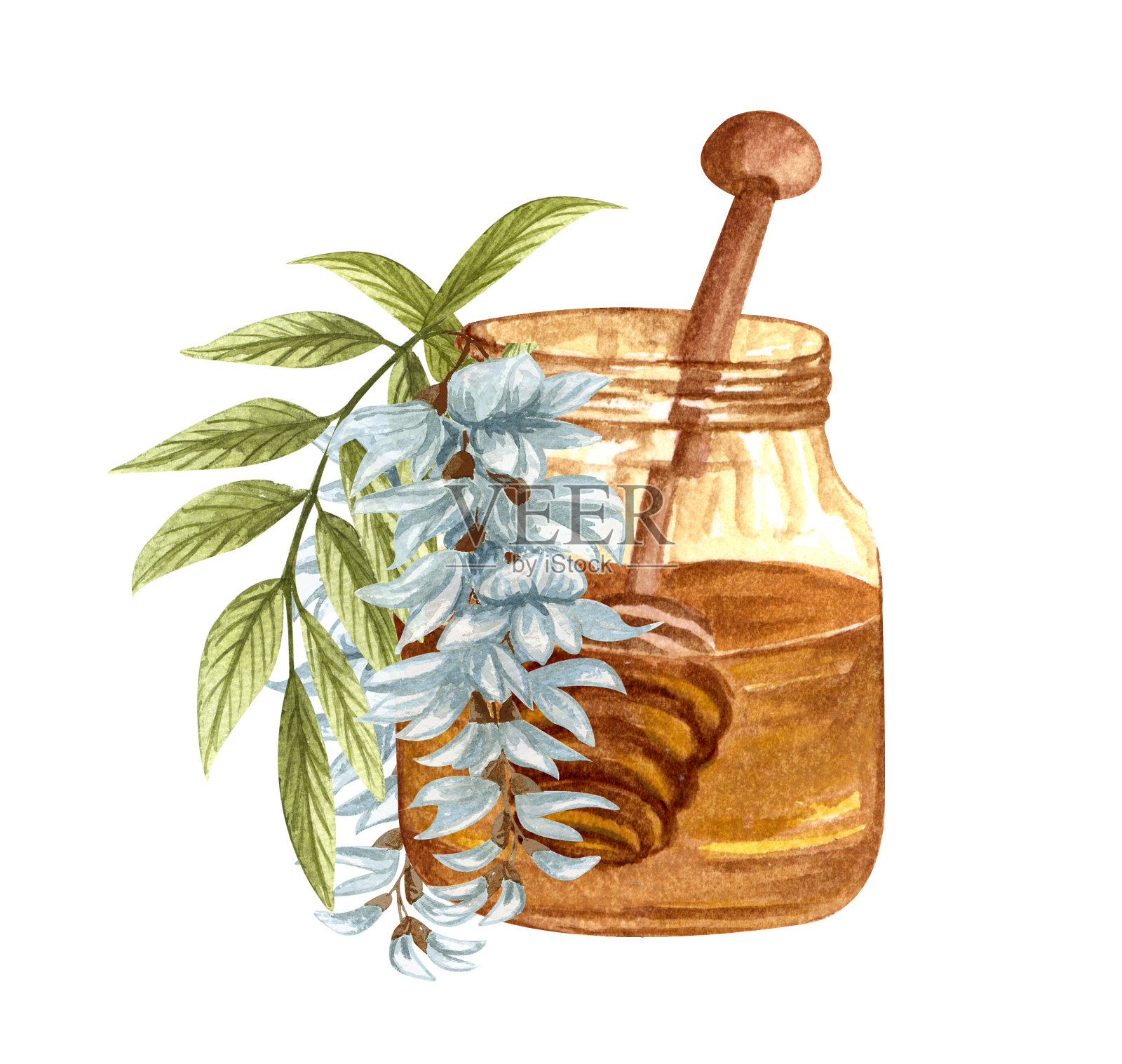 水彩画的金合欢蜂蜜在白色的背景。手绘集白金合欢/紫藤花，蜂蜜罐和桶。插画图片素材