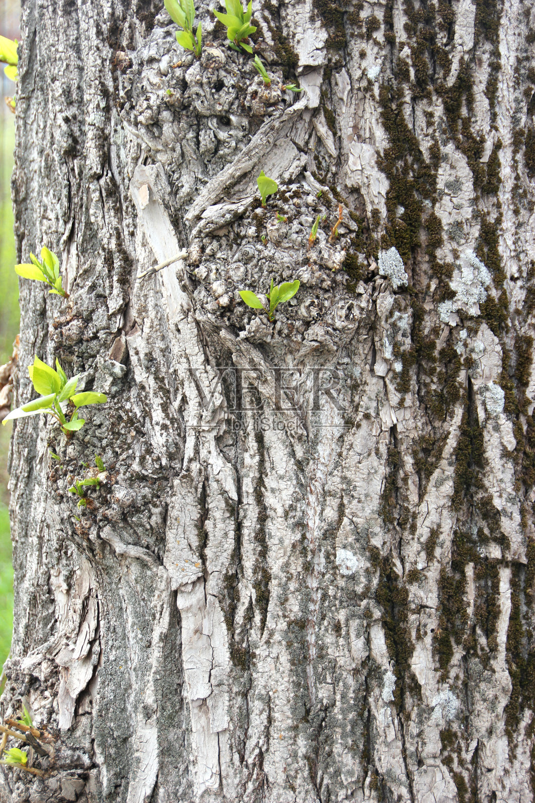 夏天的树皮上有嫩叶，春天的纹理是绿色的照片摄影图片
