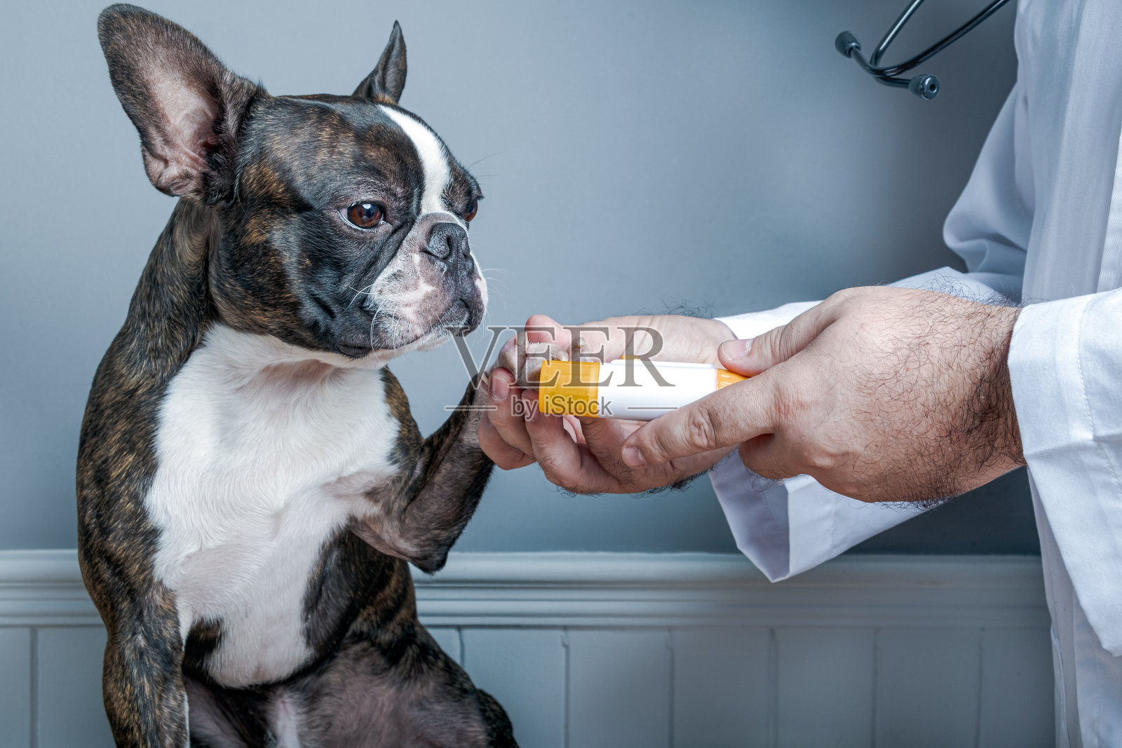 兽医舔指甲的狗波士顿梗与听诊器照片摄影图片