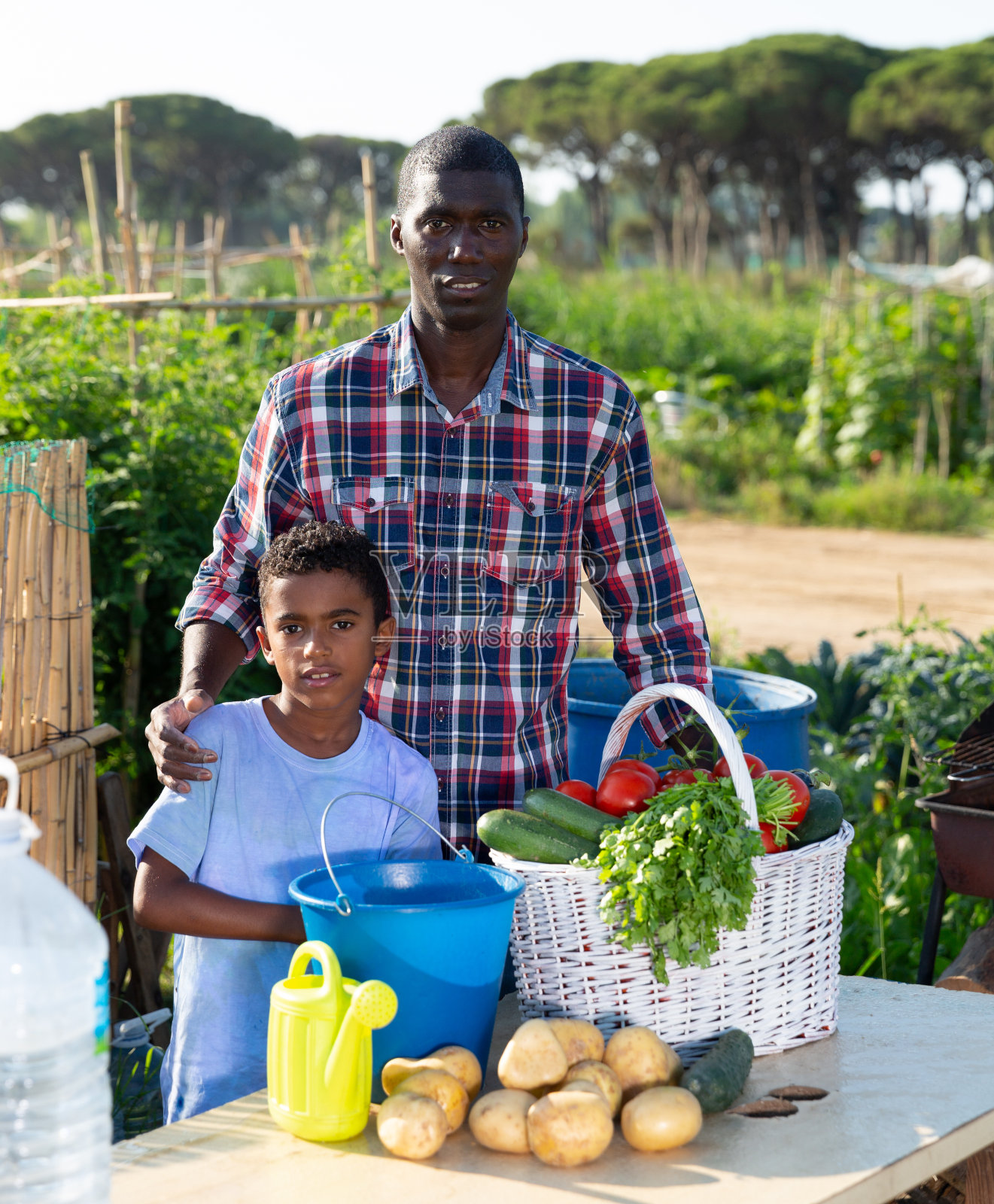 农民和儿子在花园里收获西红柿、甜椒和欧芹照片摄影图片