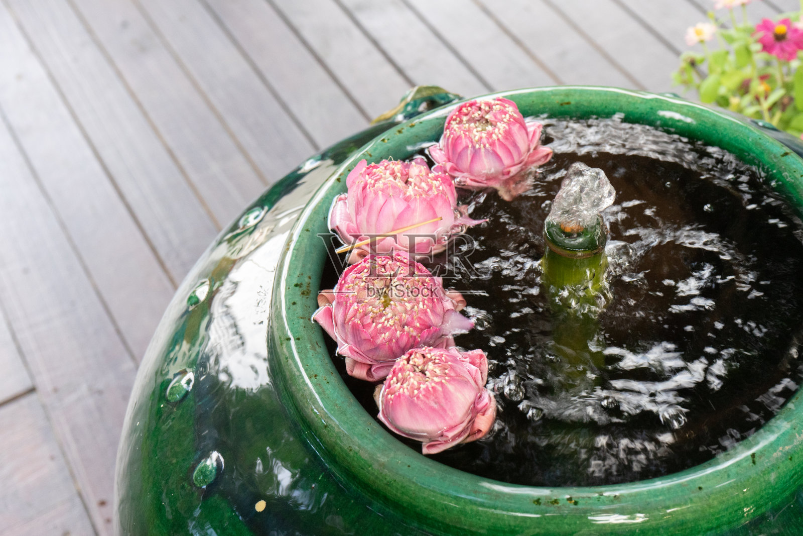 粉红色的折叠式荷花在水面上流动，大的绿色佳酿，中间是喷泉。照片摄影图片