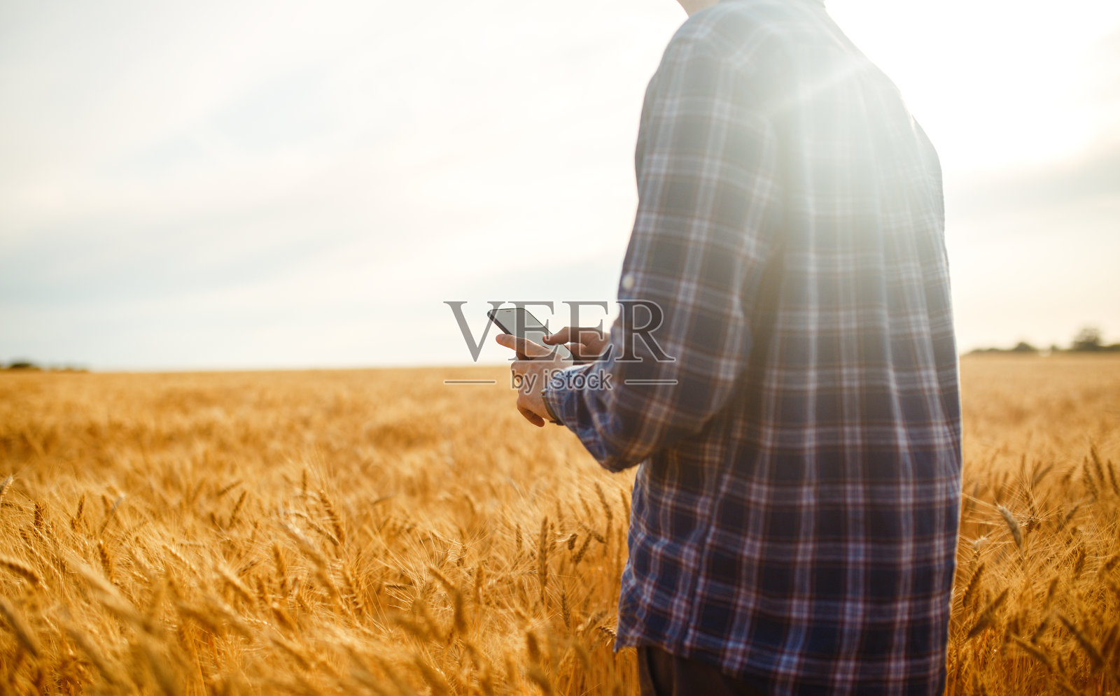 一个农民的手拿着一个电话和使用互联网在麦田里。在农业中运用现代技术的智能农业。照片摄影图片