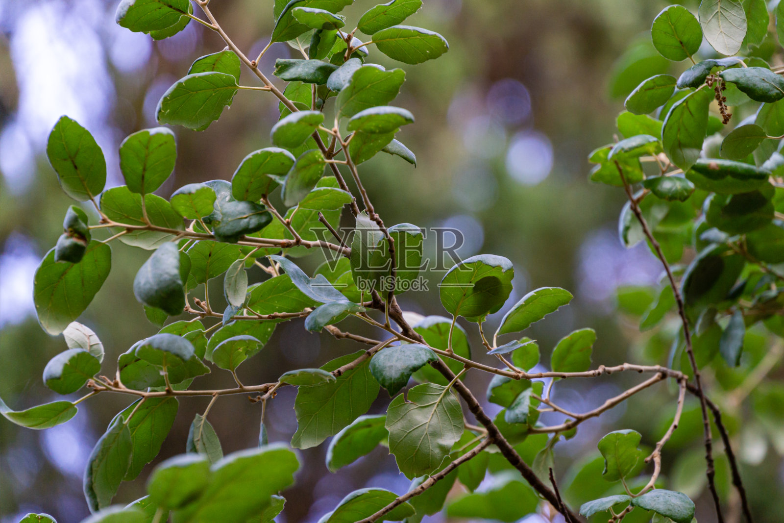 在树皮栓皮栎的树枝上的常绿叶子的选择性特写(栓皮栎)在天空的背景在马桑德拉公园，克里米亚。生态学的自然概念照片摄影图片