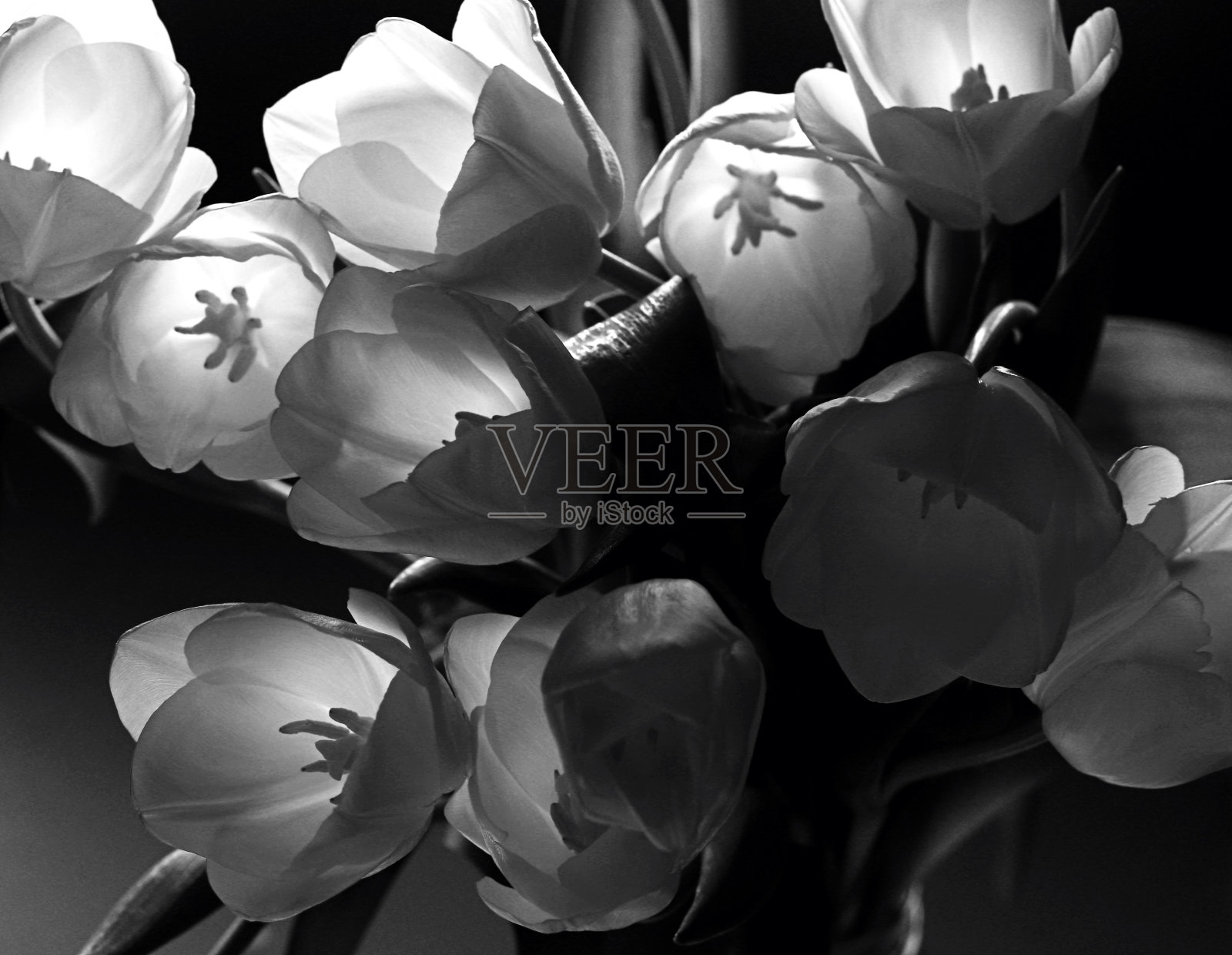 黑色背景上的白色郁金香。春天的花。明亮的波状外形的光。黑白照片。照片摄影图片