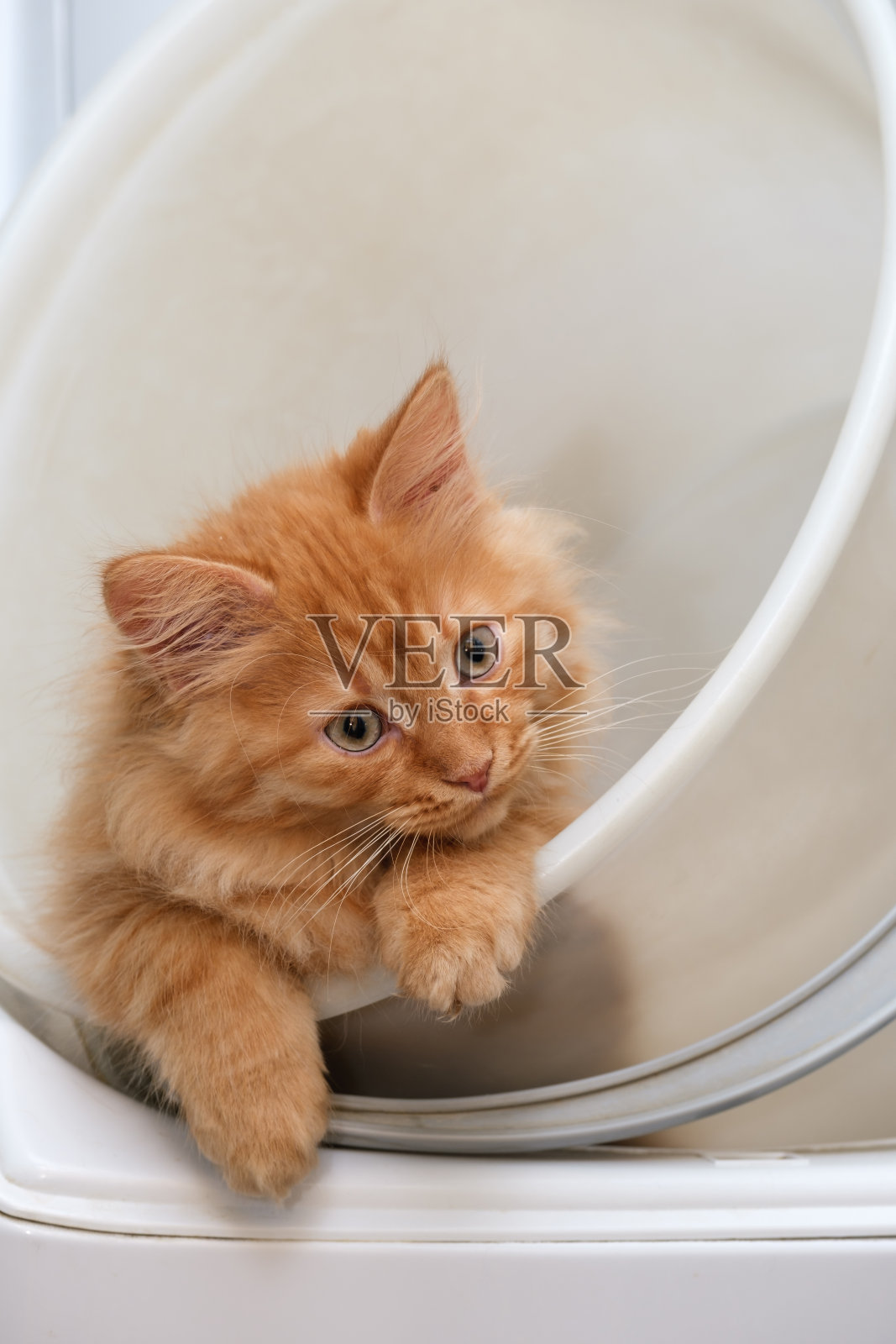 白色塑料桶里装着一只漂亮的姜黄色小猫照片摄影图片