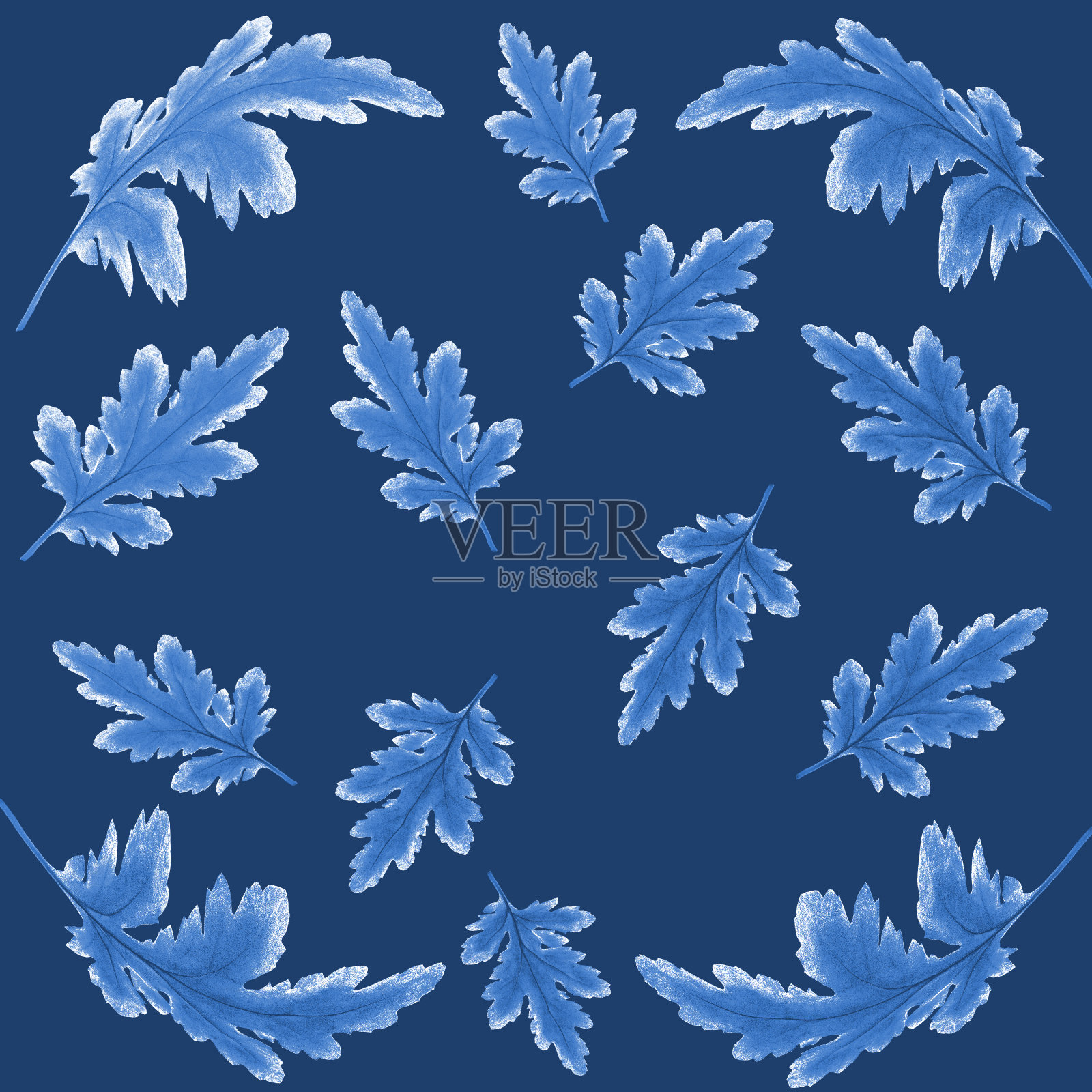 在深蓝色背景上有蓝色菊花叶子的花卉植物图案插画图片素材