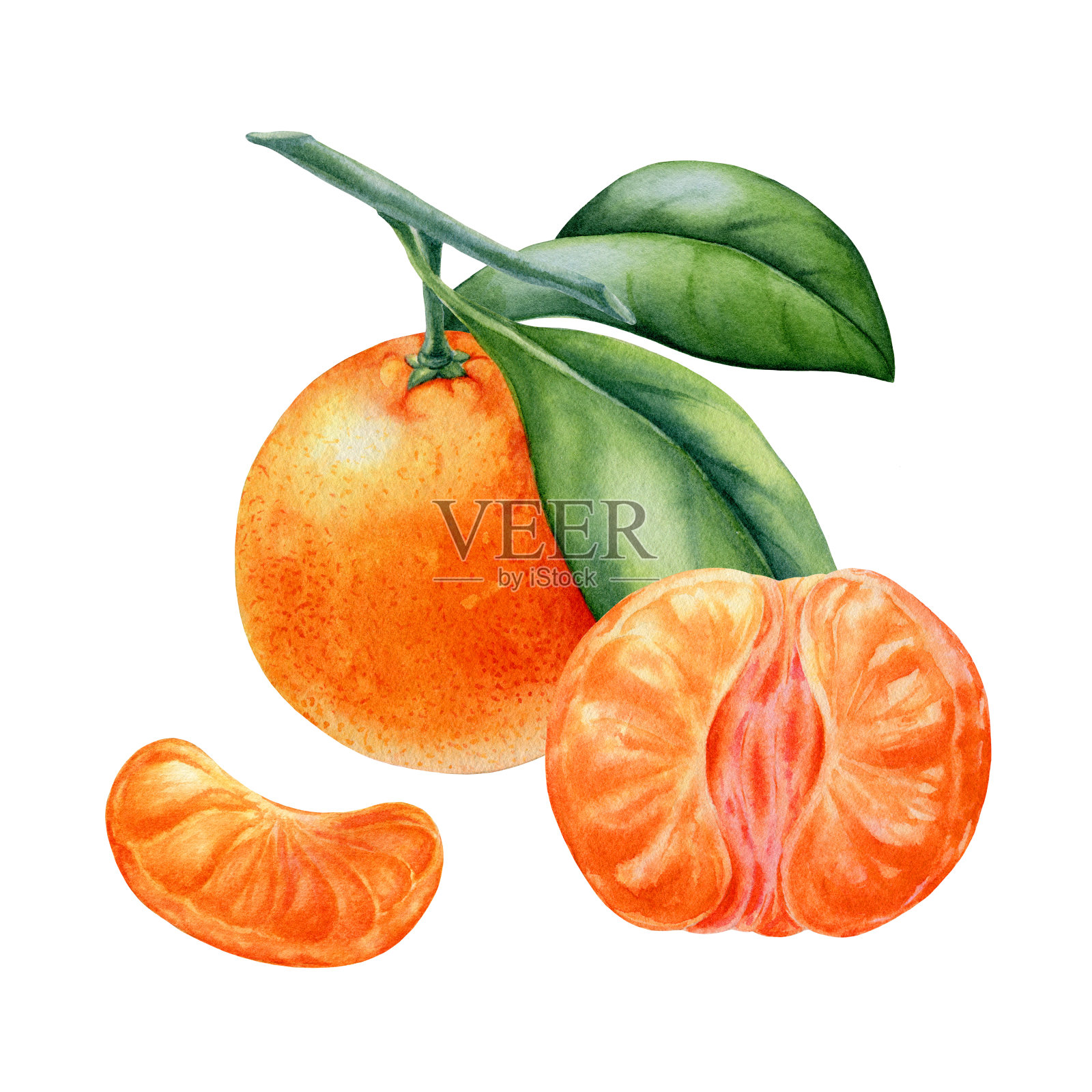 在白色背景上画橘子的水彩画插画图片素材