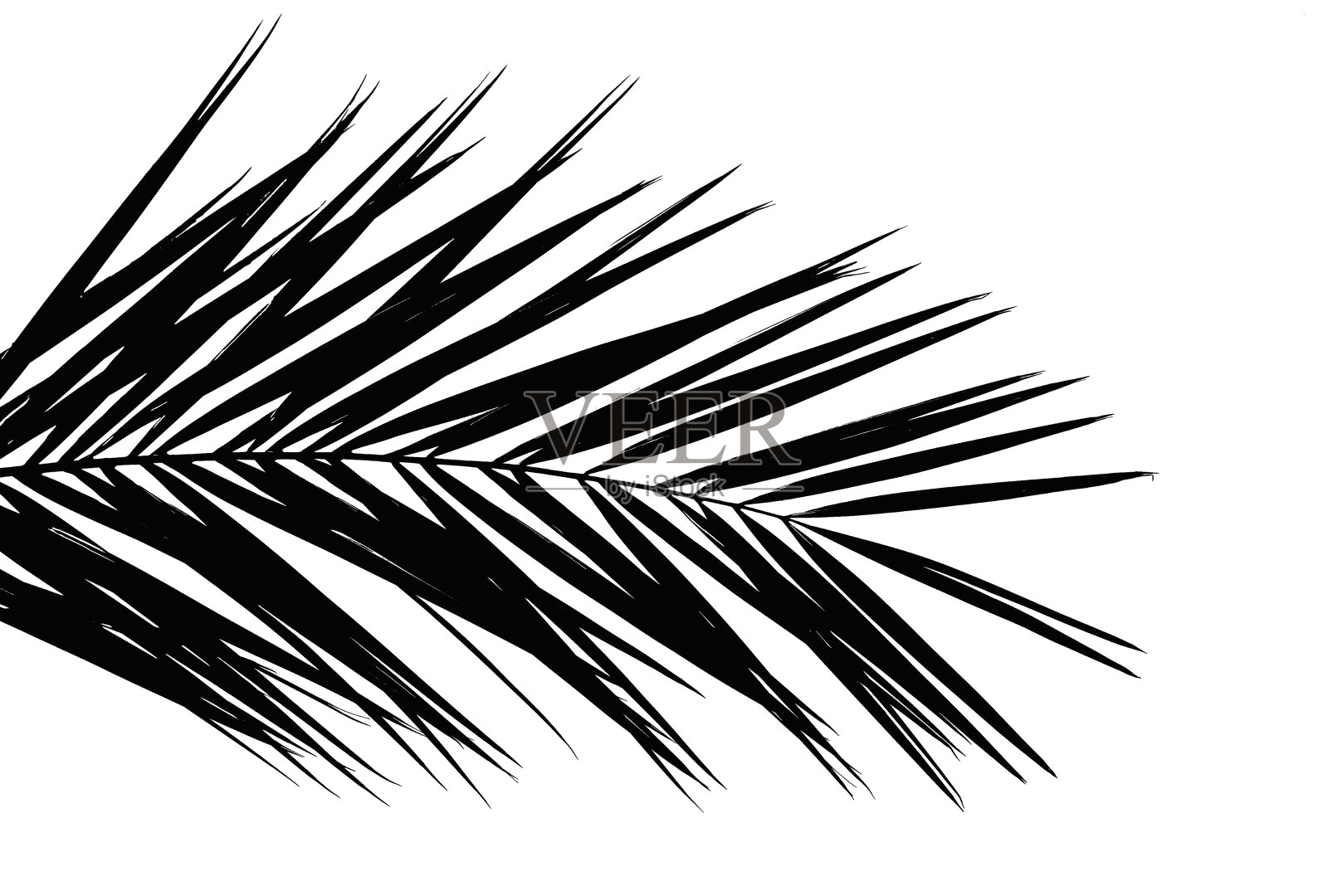 黑色的棕榈树叶孤立在白色的背景上照片摄影图片