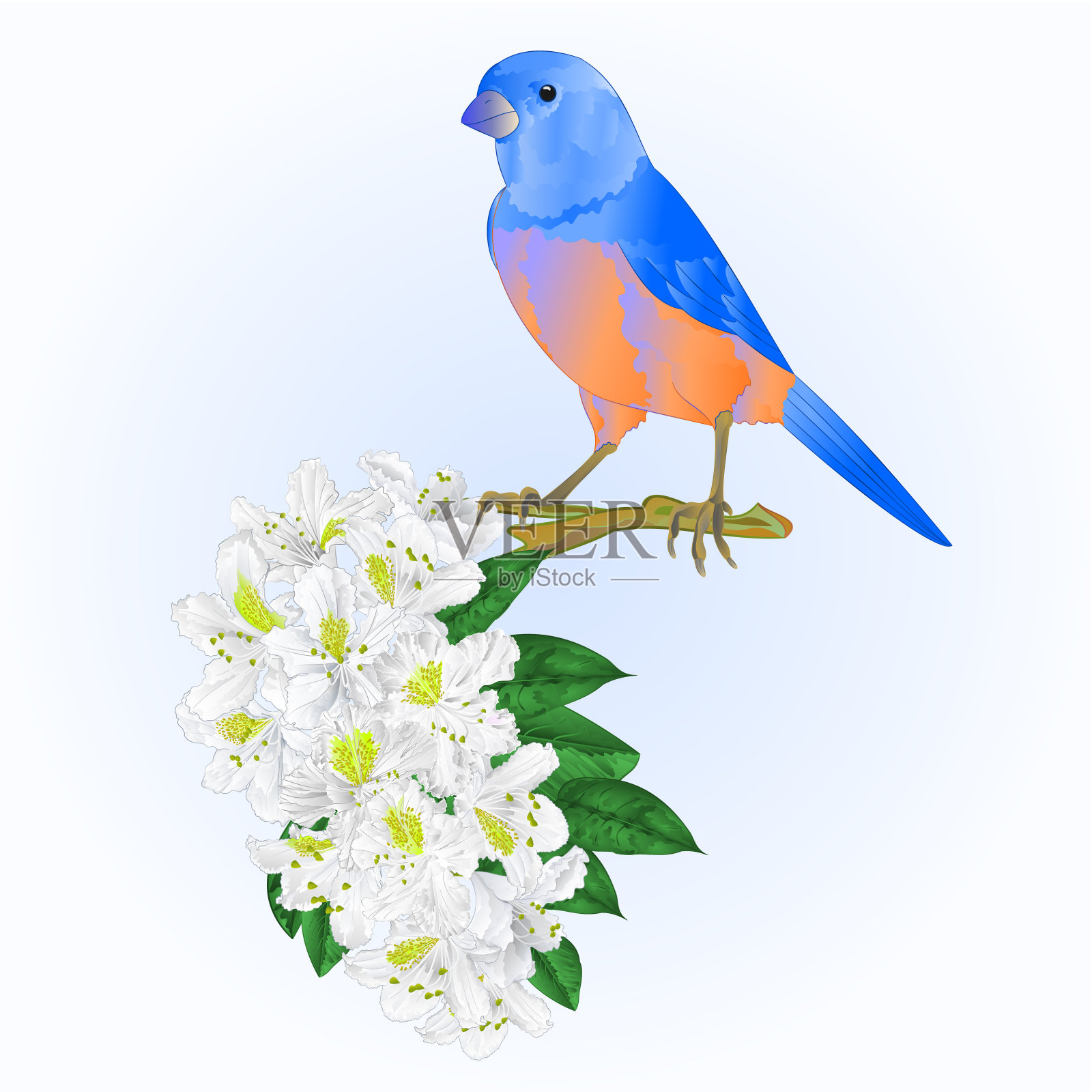 小鸟蓝鸟画眉和白色杜鹃花水彩春天背景复古矢量插图编辑设计元素图片
