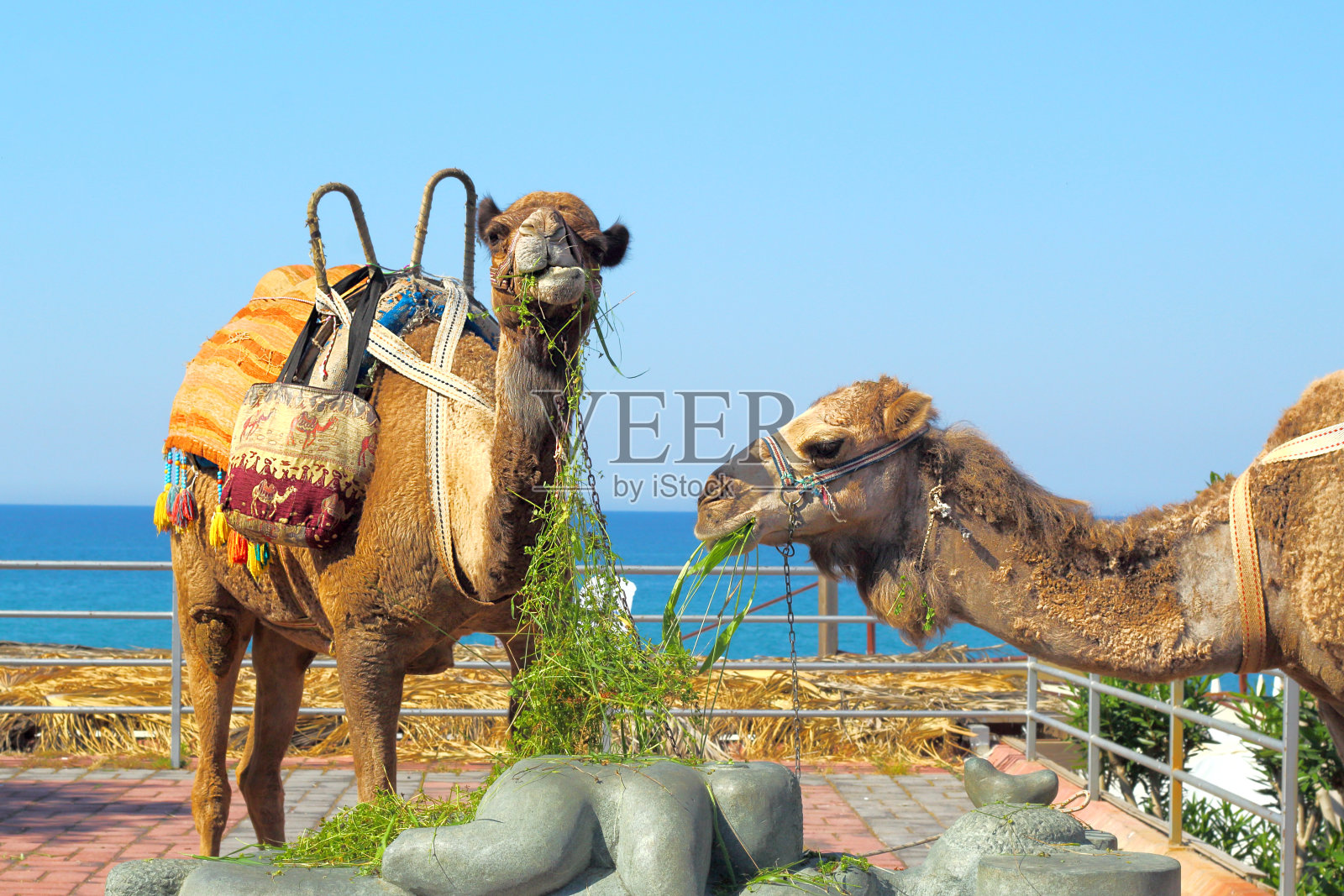 骆驼以海为背景吃草。照片摄影图片