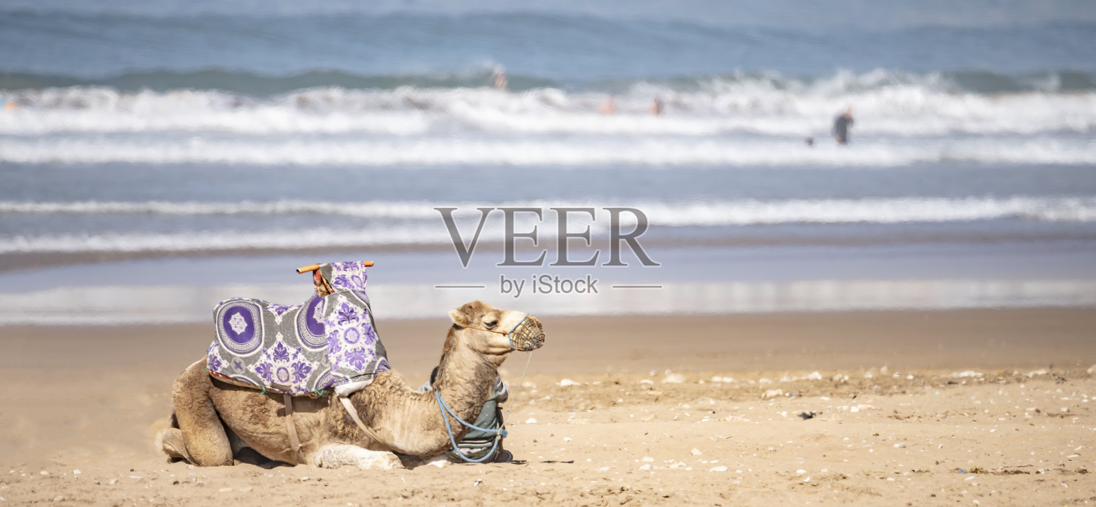 Taghazout海滩上的骆驼照片摄影图片
