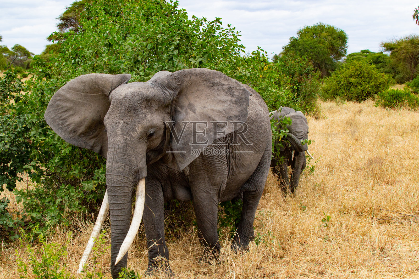 在坦桑尼亚的塔兰吉尔国家公园的稀树大草原上，一只母象正在照顾她的孩子照片摄影图片