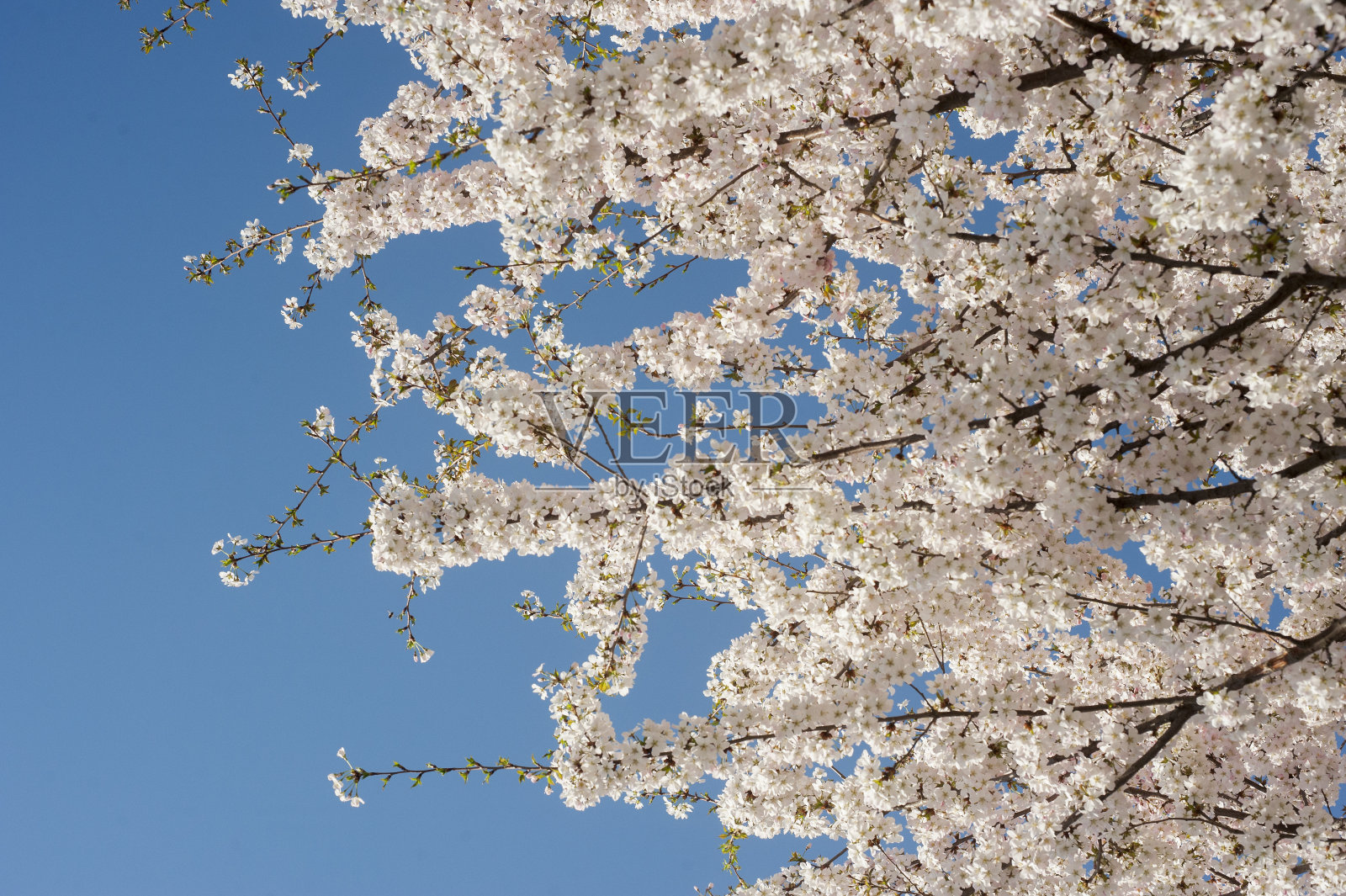 雪白的樱花和梅花照片摄影图片