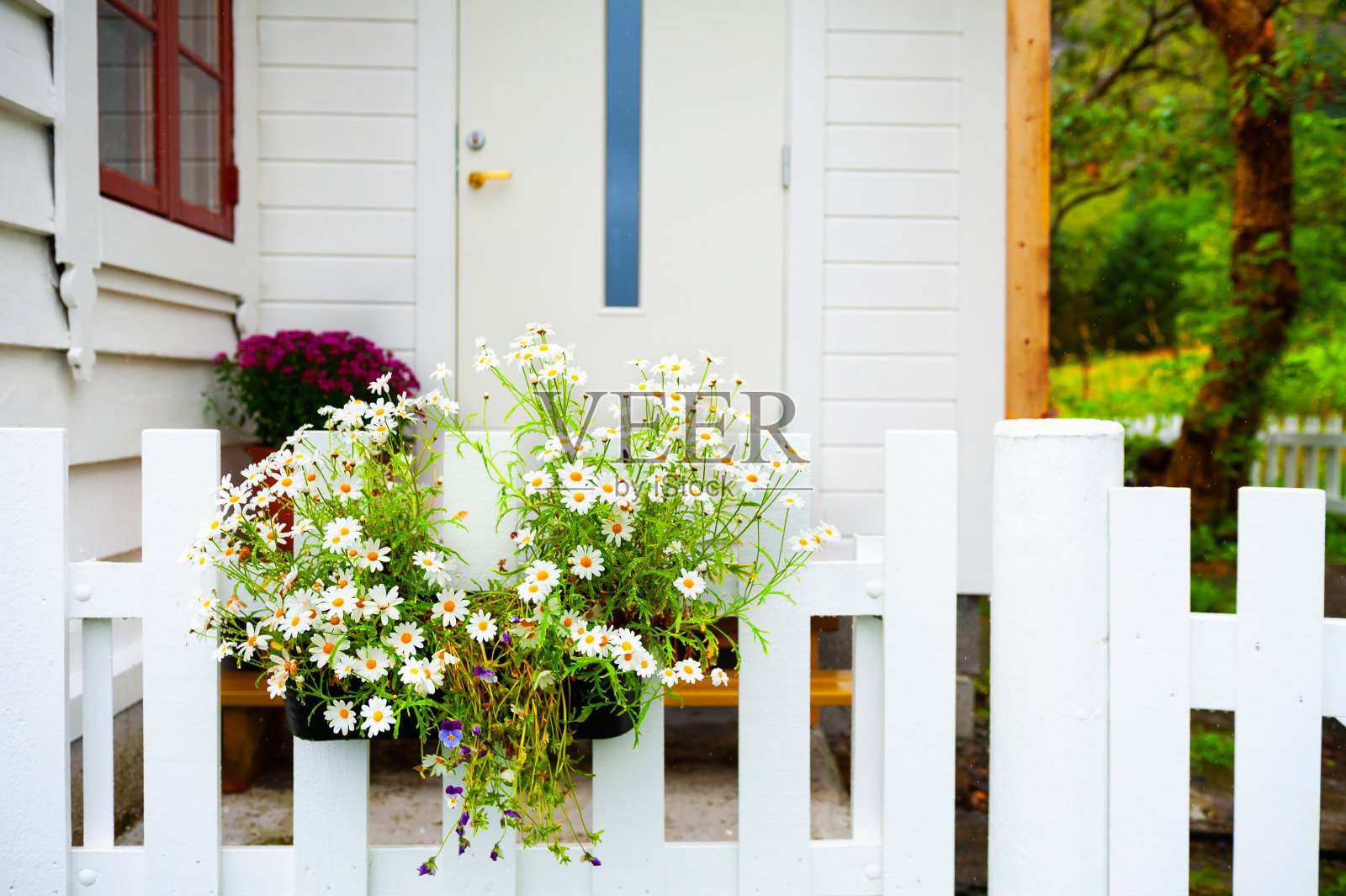 大门上有一束白色雏菊。照片摄影图片