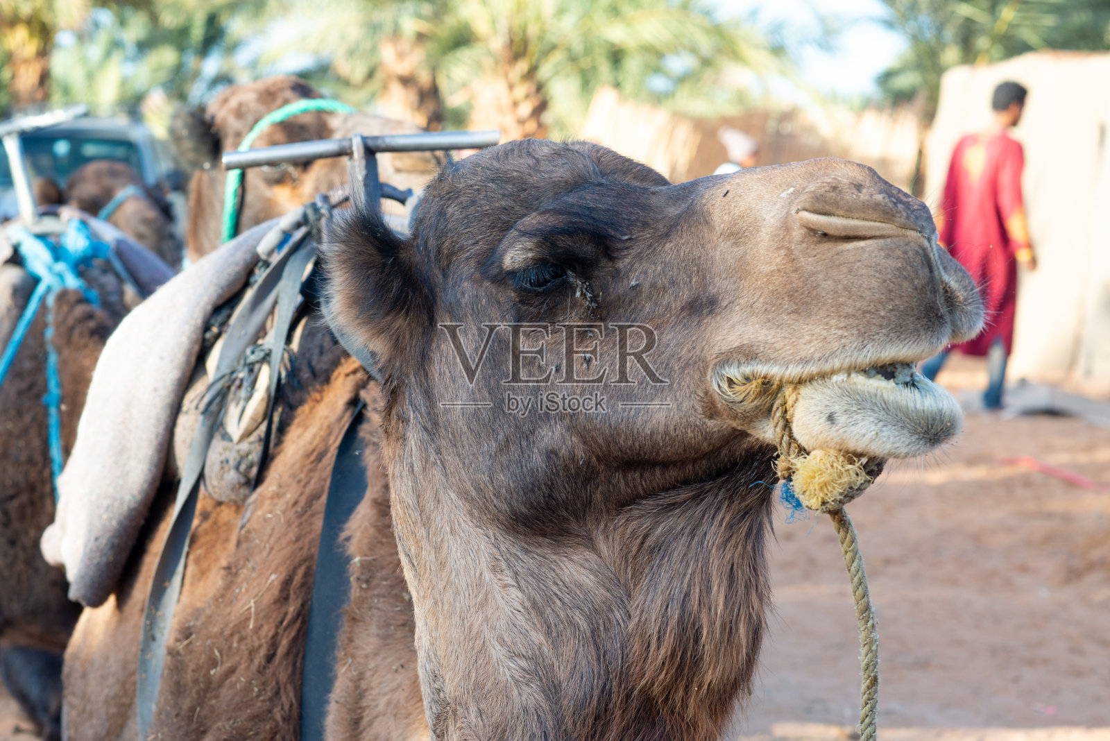 骆驼休息照片摄影图片