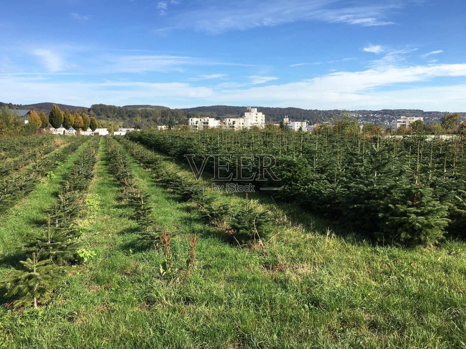 埃斯林根的Neckarhalde的圣诞树种植园照片摄影图片