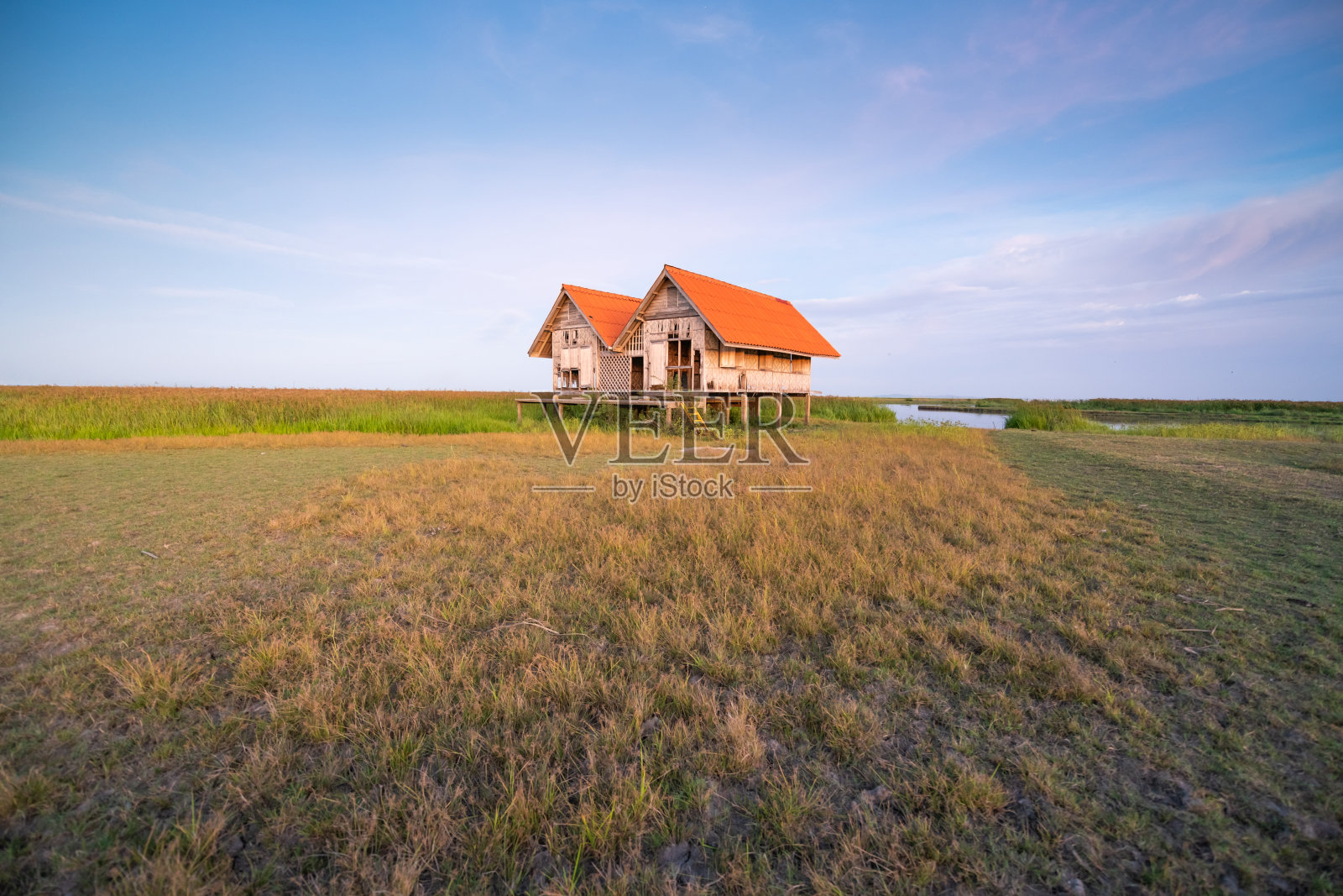 全景自然景观的绿色田野与水稻照片摄影图片
