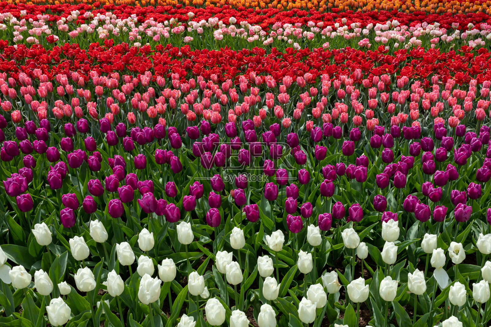 荷兰的郁金香花田。照片摄影图片