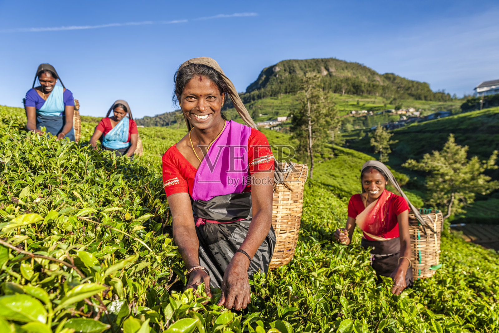 锡兰种植园上的泰米尔妇女在采摘茶叶照片摄影图片