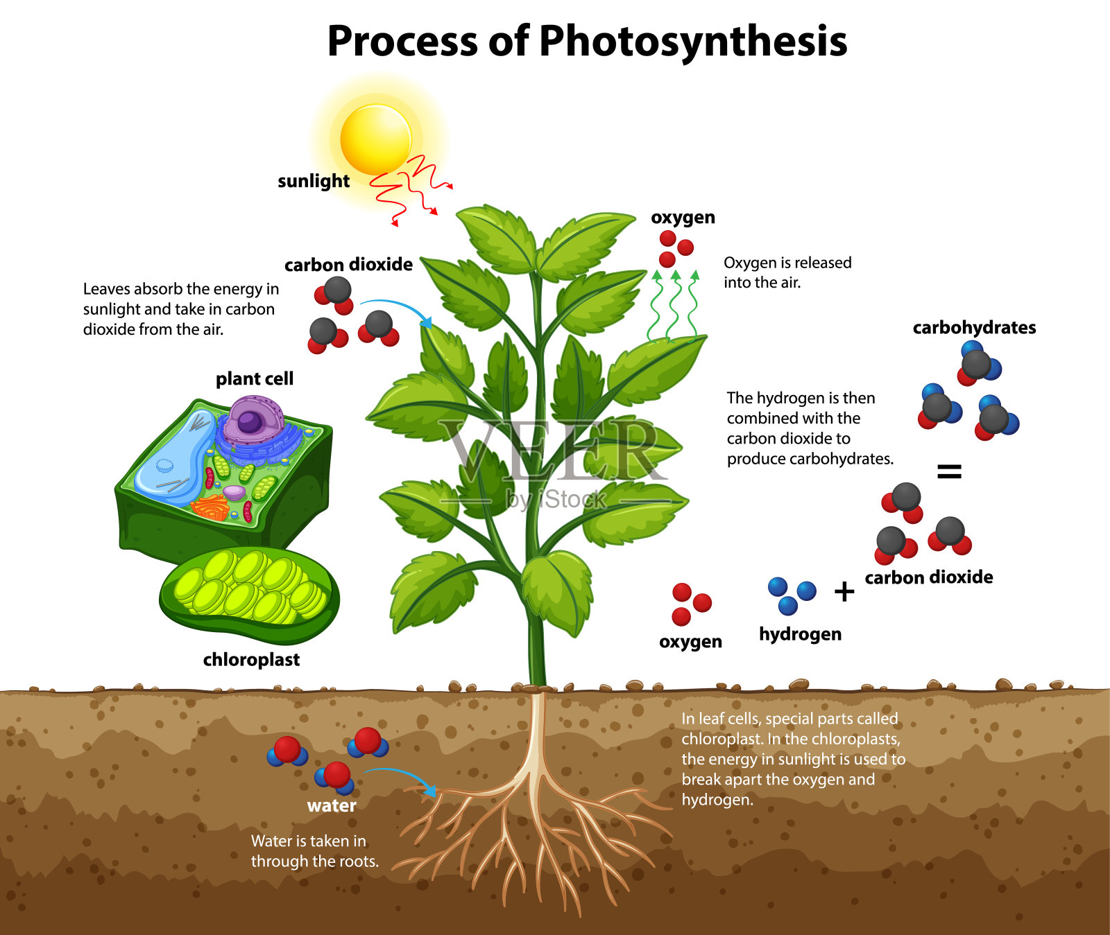 图示植物和细胞的光合作用过程插画图片素材