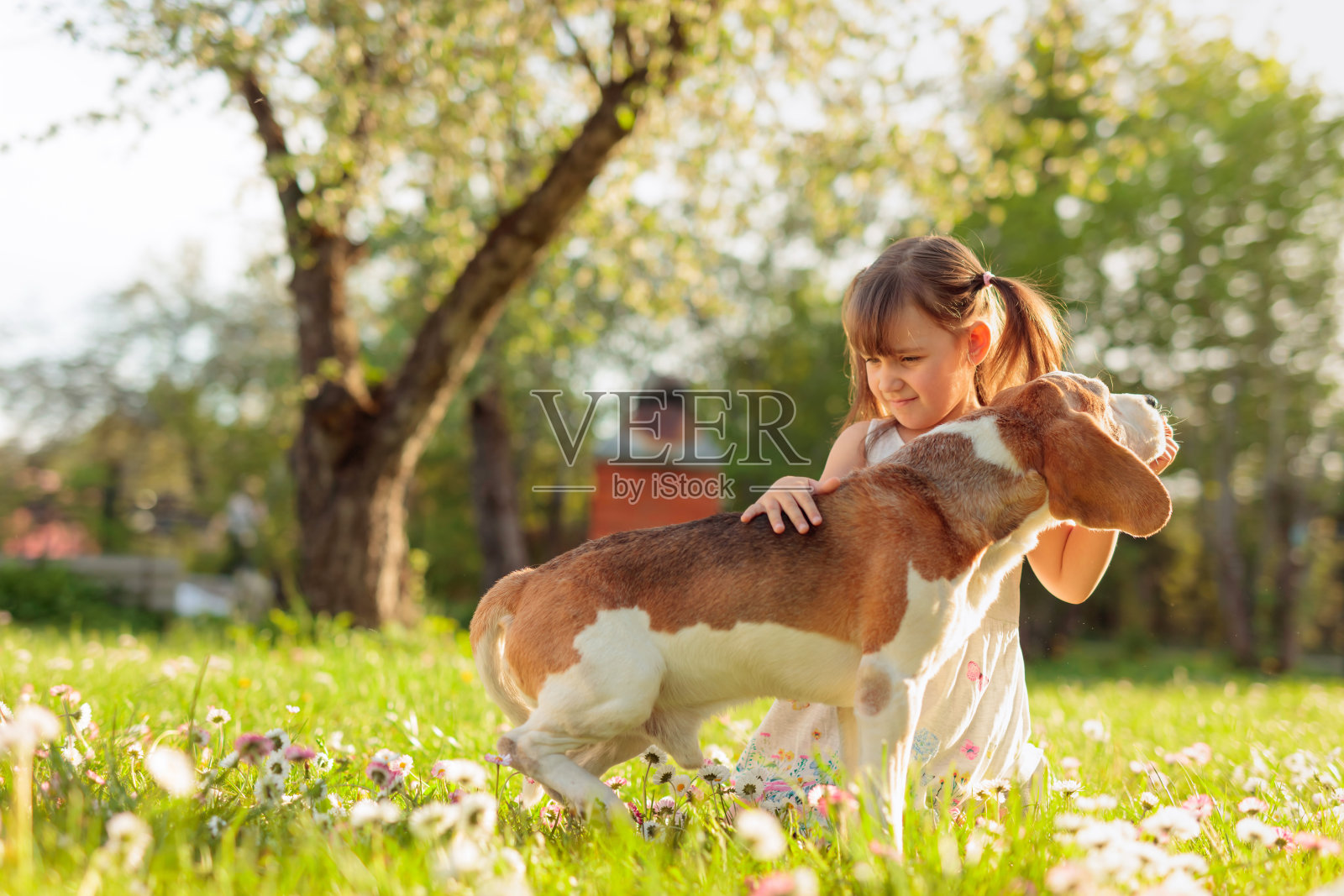 快乐的小女孩在花园里和狗玩。照片摄影图片