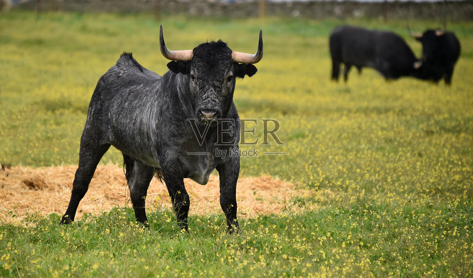 西班牙农场上的公牛照片摄影图片
