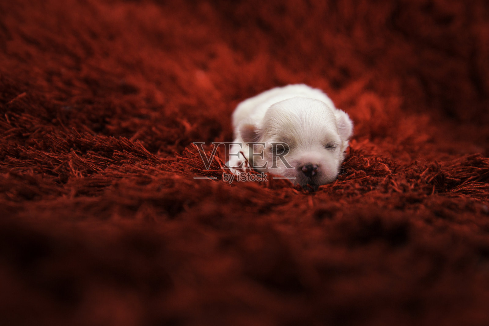马耳他犬是玩具犬中的一种。马耳他的小狗正睡在鲜红的地毯上。照片摄影图片