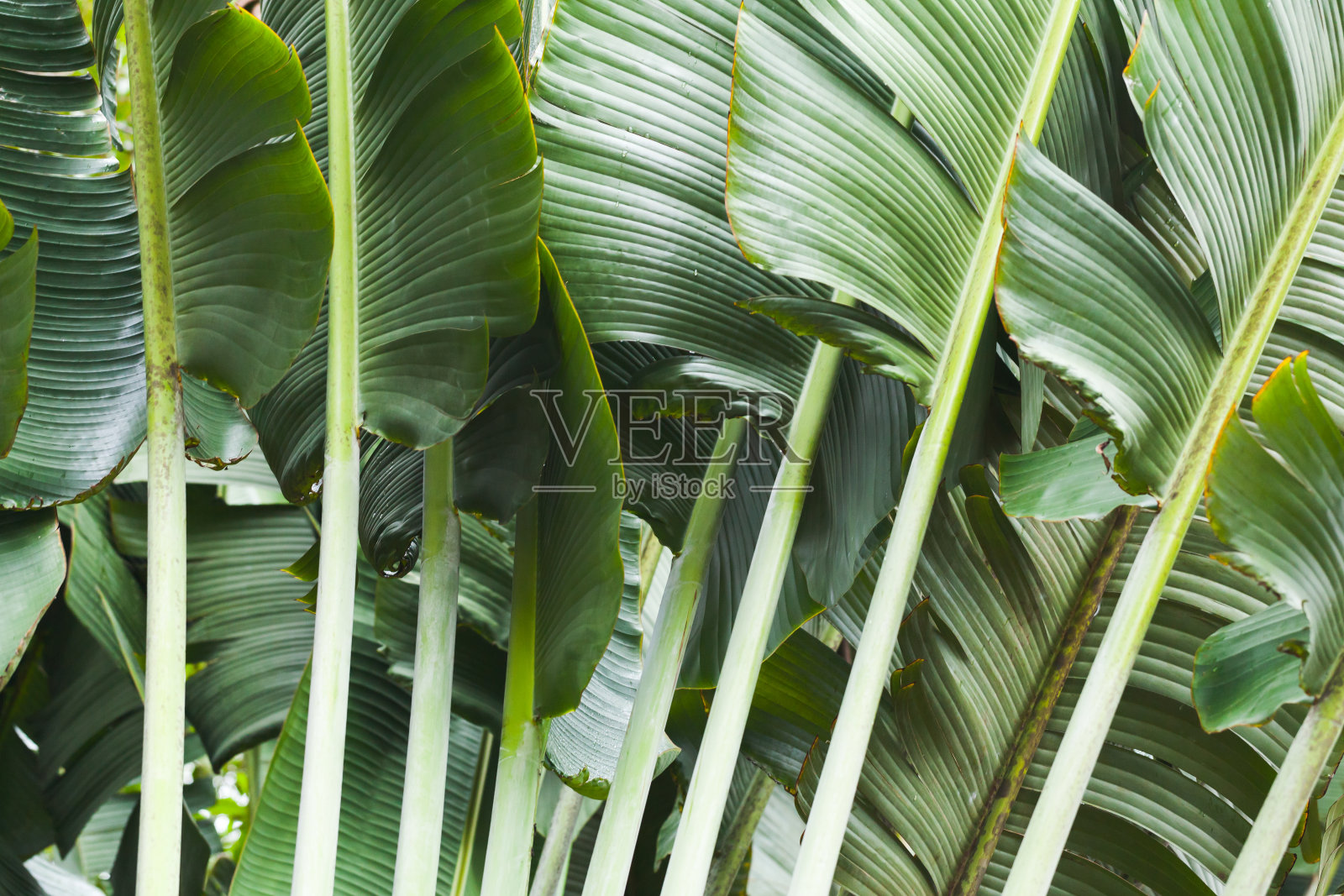绿色热带树叶，自然背景照片照片摄影图片