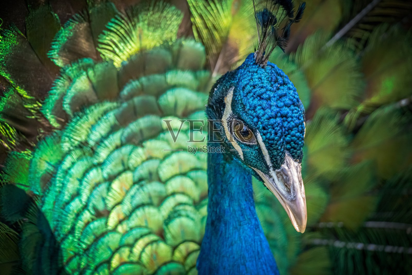 近距离观看孔雀鸟与美丽的绿色尾巴。照片摄影图片