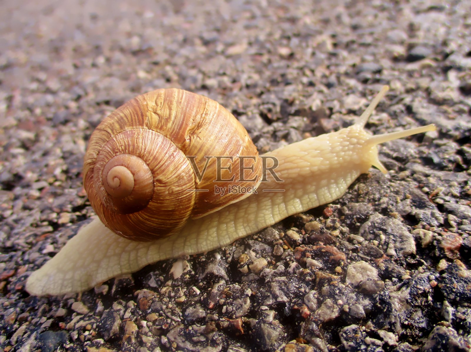 勃艮第蜗牛在路上照片摄影图片