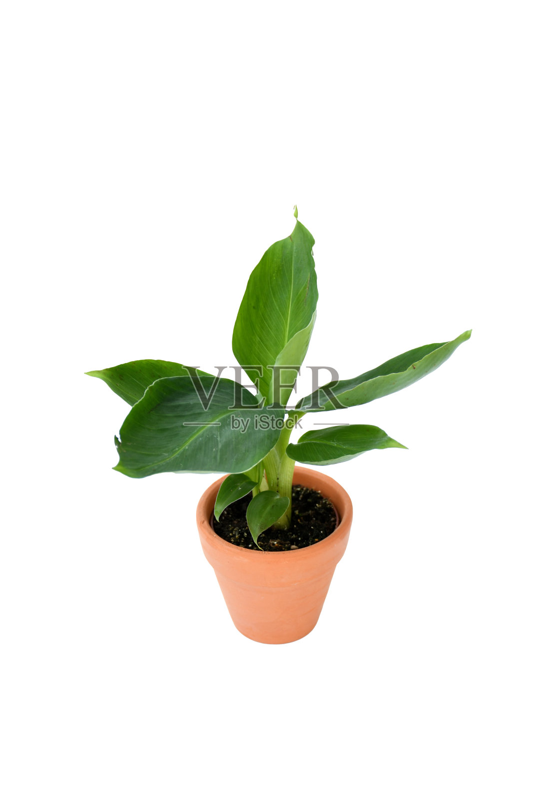 小香蕉或真正的小植物，绿色叶子覆盖，在白色背景的塑料棕色橙色盆栽中直立生长。家里装饰植物，室内植物照片摄影图片