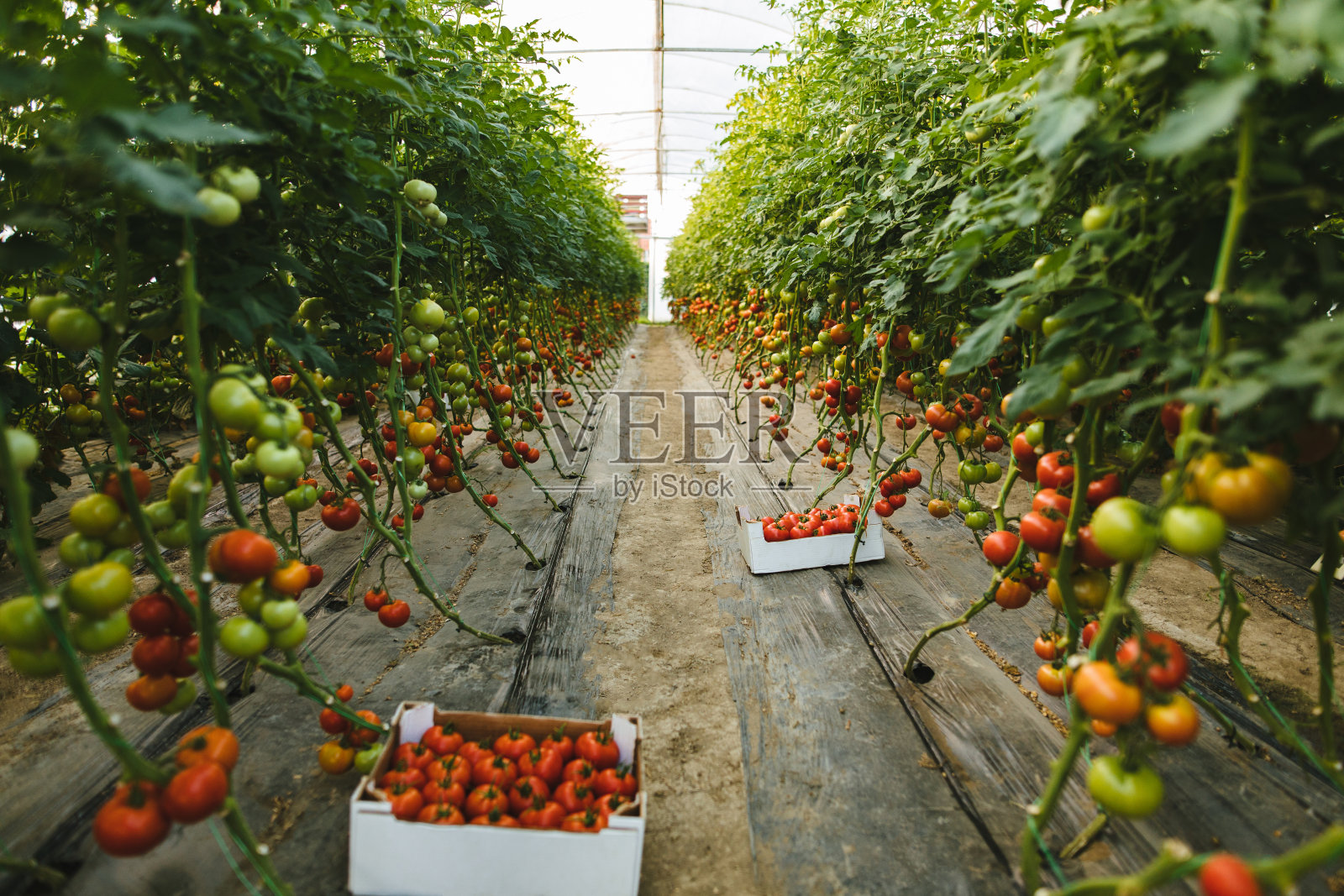 在温室里收获番茄照片摄影图片