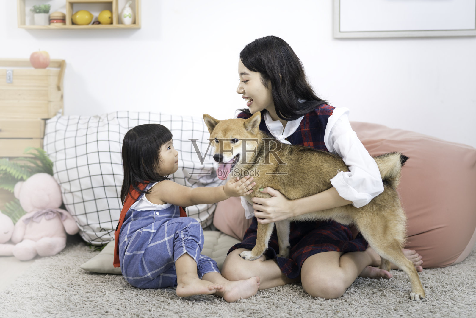 宠物情人的概念。在白色日式客厅里，一个女孩和一个年轻女子带着一只柴犬坐在沙发上。照片摄影图片