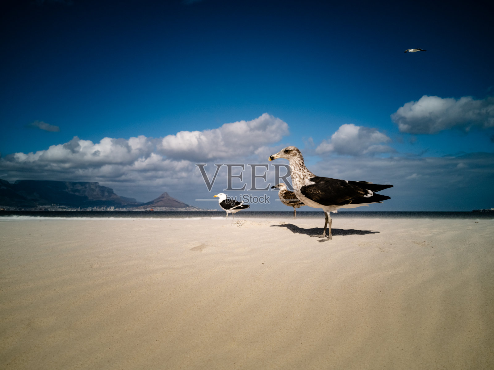 海鸥飞过非洲开普敦桌山海滩照片摄影图片