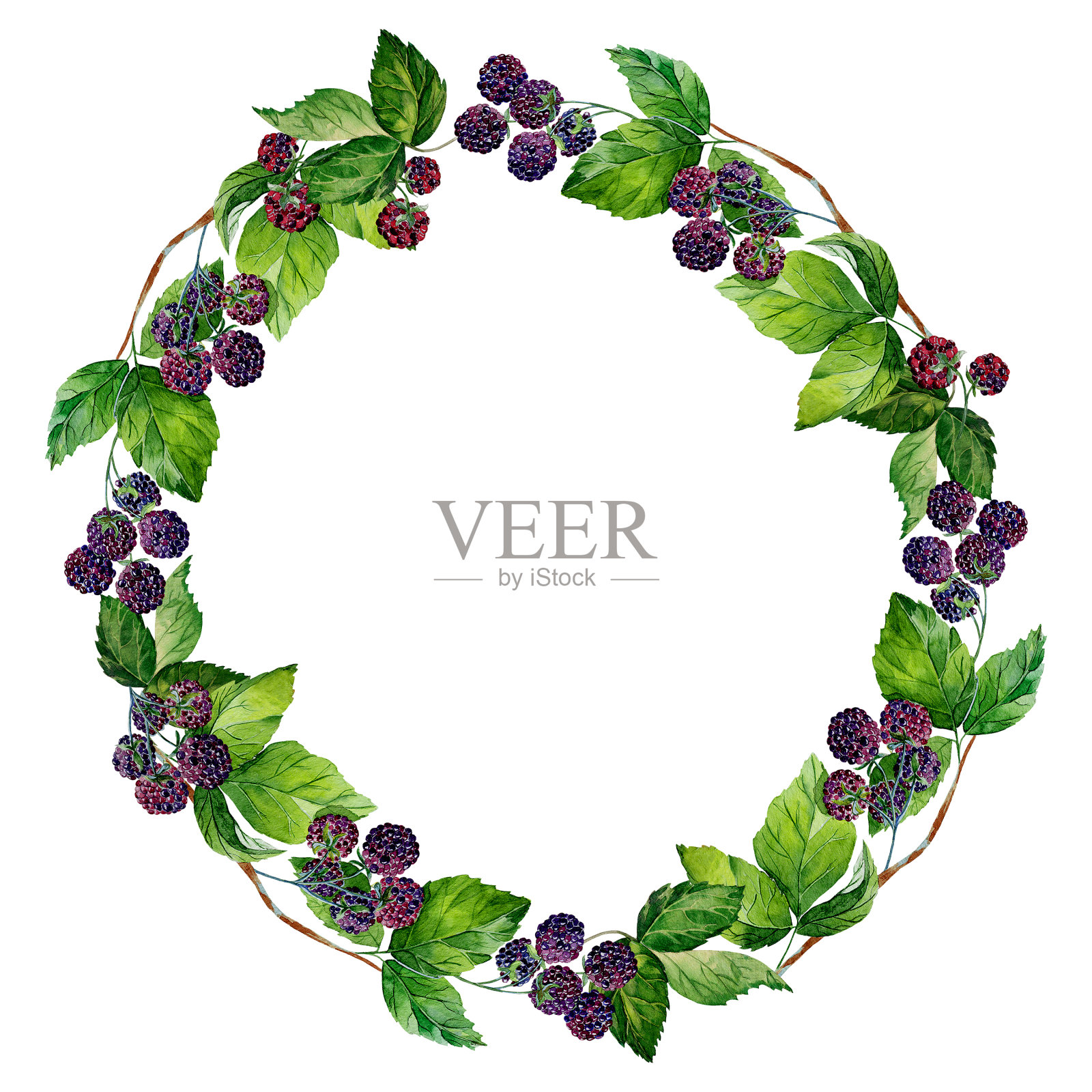 水彩画花环与黑莓在一个孤立的白色背景。手绘浆果点缀。插画图片素材