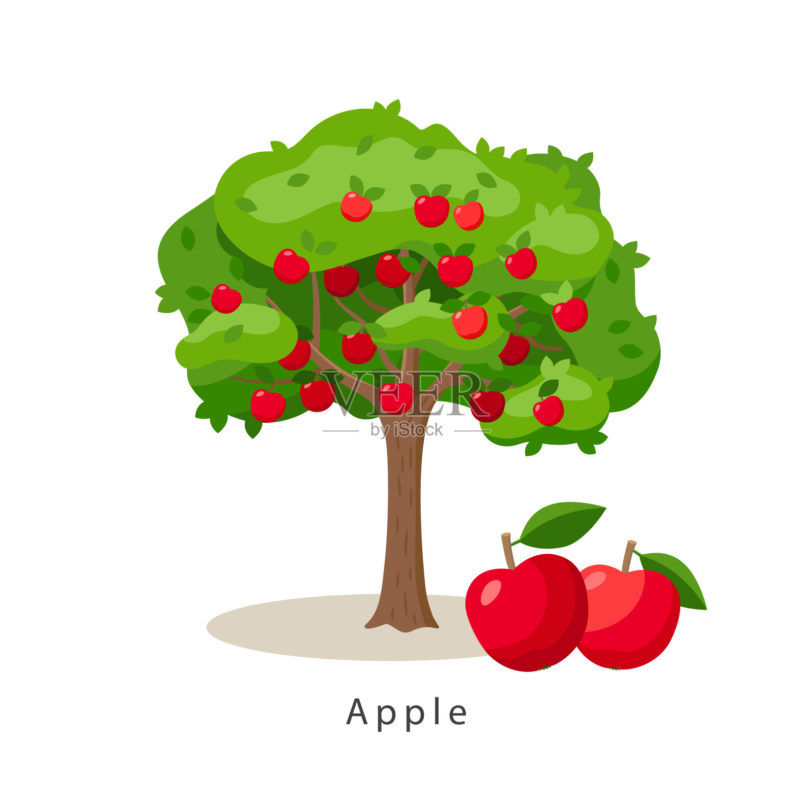 苹果树矢量插图在平面设计孤立在白色背景，农业概念，树与水果和大红苹果附近，收获信息图表元素。设计元素图片