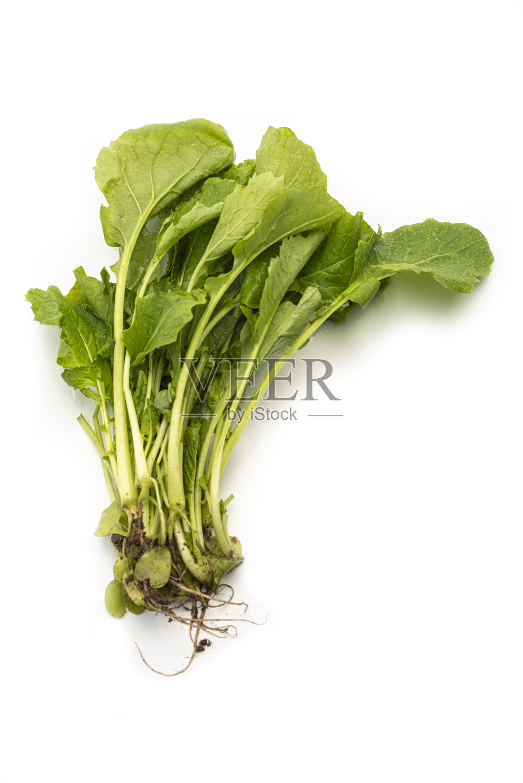 蔬菜:萝卜绿色孤立在白色背景照片摄影图片
