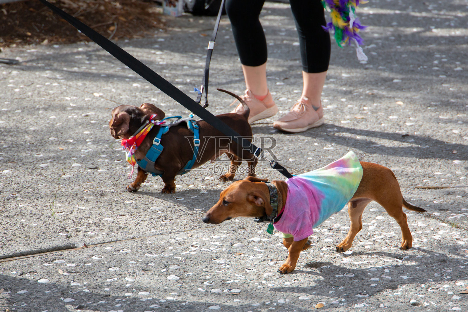 穿着万圣节服装的小狗和它们的主人一起散步照片摄影图片
