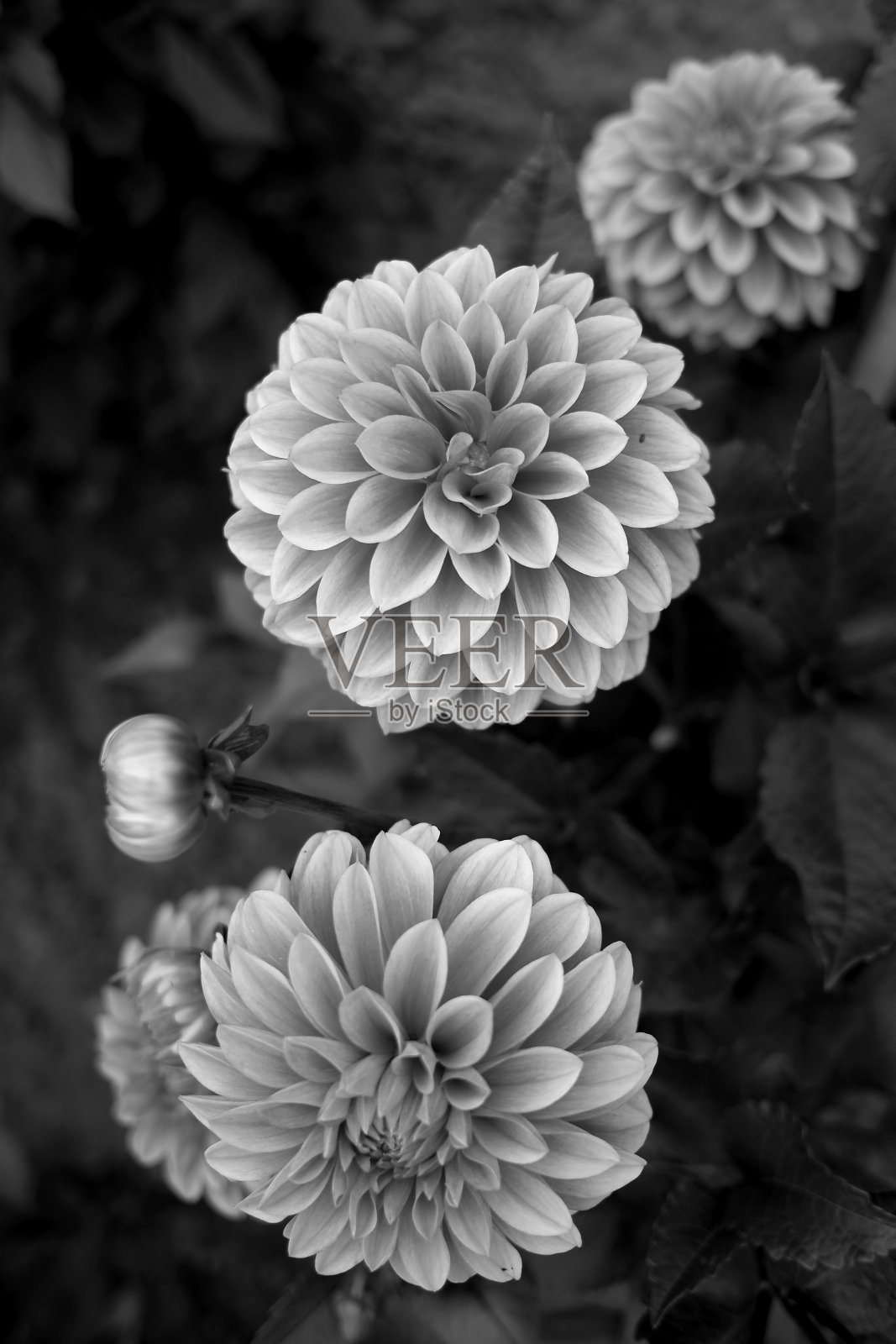 植物/花卉:大丽花照片摄影图片