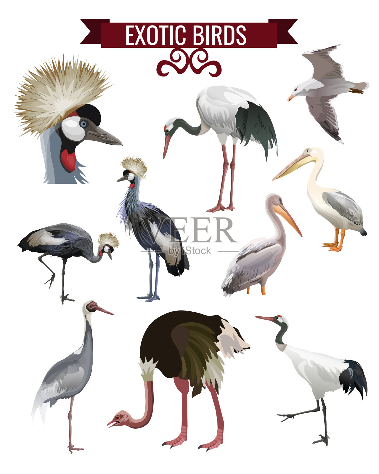 奇异的鸟类设置在现实主义风格设计设计元素图片