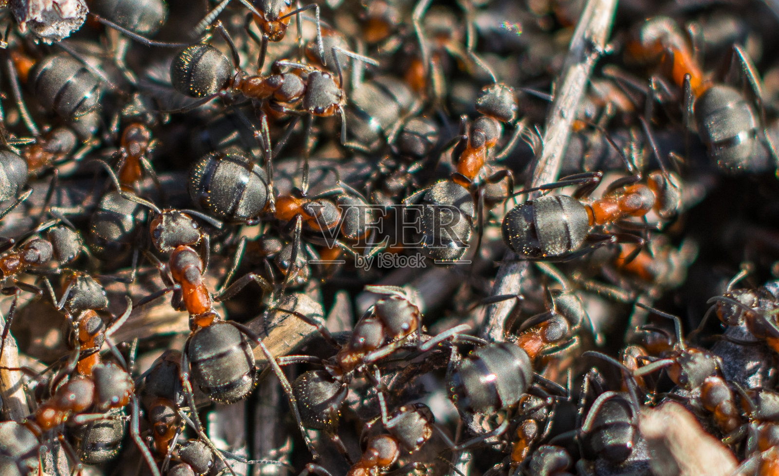 苔藓里的蚂蚁开始工作了。照片摄影图片
